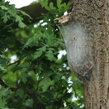 Oak Processionary moth nest removal