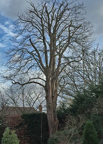 Tree care and woodland management