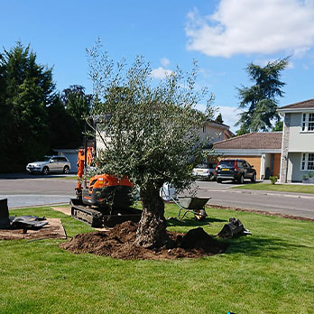 Tree care and woodland management