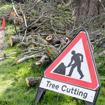 Tree Cutting in progress